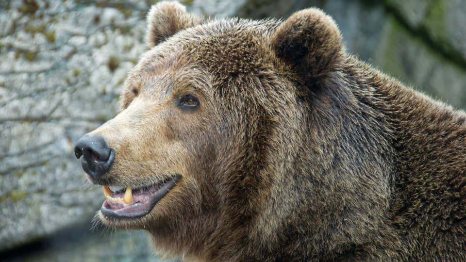 Polowanie na niedźwiedzie